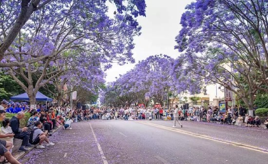 蓝花楹 鲁绍刚 摄