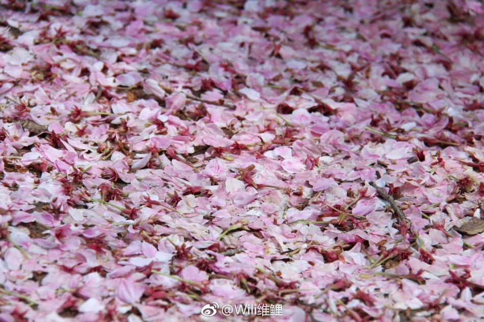 组图:武汉大学落樱满地 汇成"粉色海洋"_高清图集_新浪网