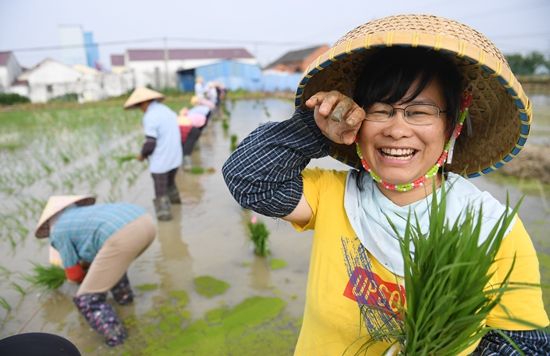 5月31日，周红英博士在水稻育种实验田里插秧。苏玲/摄