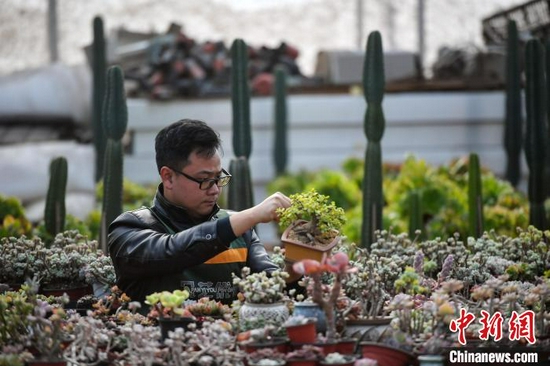 90后创业青年扎根乡村养多肉植物立志成为多肉大王 手机新浪网