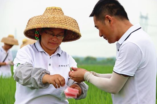 7月4日，周红英博士（左）在水稻育种实验田里。陈家乐/摄