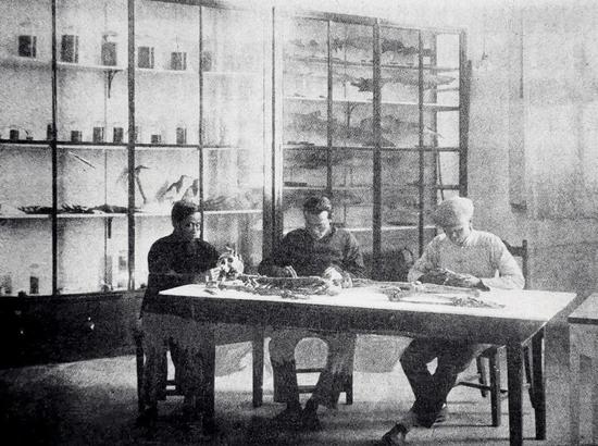 1929年，厦门大学的动物标本制作室。