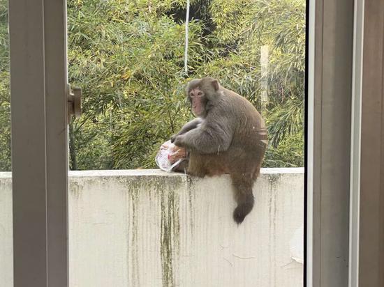 猴子在校园。受访者供图