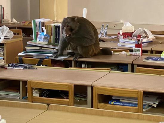 猴子在教室啃苹果。受访者供图