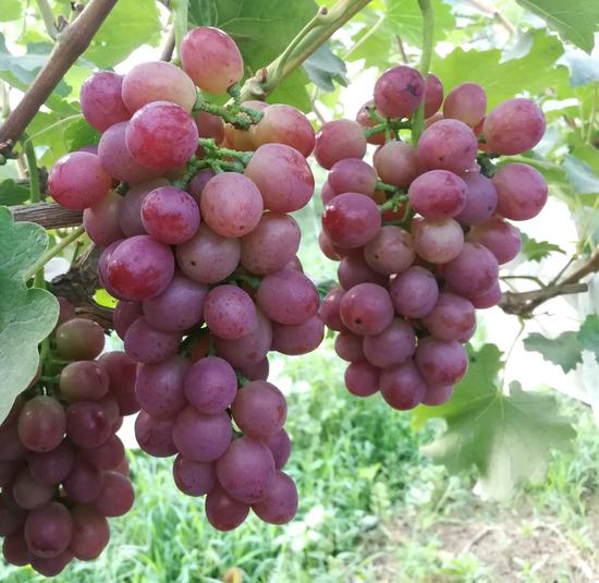 具有玫瑰香气的"京艳"是大众所熟知的"玫瑰香"的后代.受访者供图