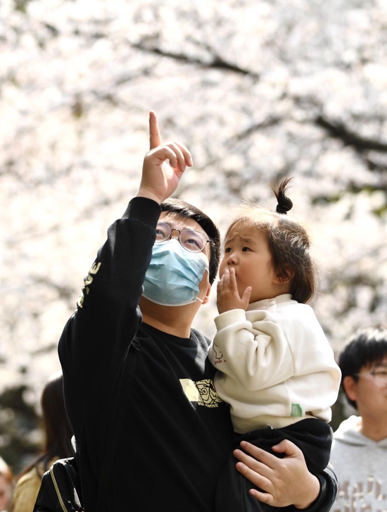 ↑2023年3月，人们在南京林业大学校园内的樱花大道上赏花游玩。图据IC photo