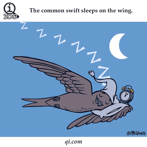 雨燕睡在翅膀上。