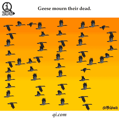 鹅会哀悼死去的同伴。