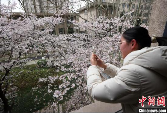 盛放的花枝如粉色的“云彩”在窗边“浮动”。　泱波 摄