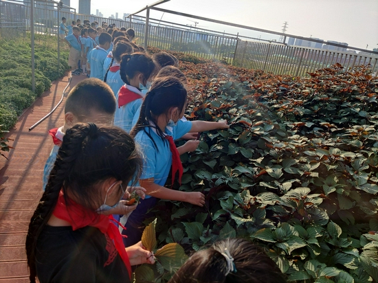 学生们采摘紫苏，然后将其带回家与父母一起做菜。图/北京市京源学校小学部