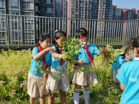 摘花生、采紫苏 京源学校课后服务让学生感受劳动快乐