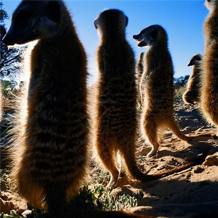 10大濒危动物:世界最后1只雄北白犀(双语)