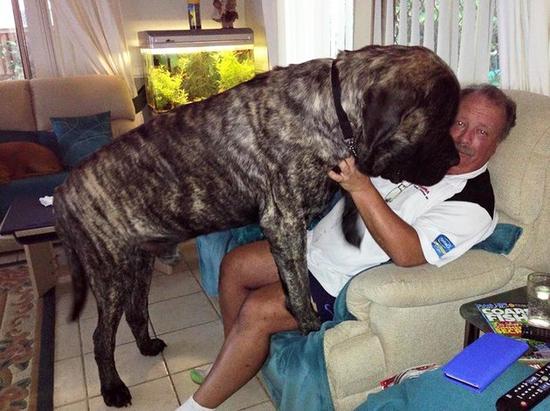 大狗体型近2米但内心温柔this old english mastiff