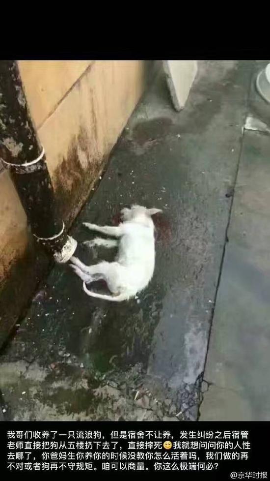网曝首经贸老师摔死流浪狗宿舍不许收留动物