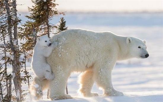 外媒选出2016年最可贵的动物抓拍(双语)