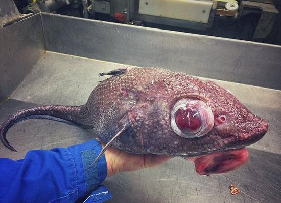 长相惊人的深海怪鱼被误认为是来自外星球