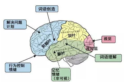 额叶在大脑靠额头的位置,占大脑表面的三分之一,主要与语言,运动,精神