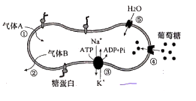 2021年高考生物真题（河北卷）