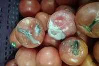 同济校花置身麦田神情陶醉