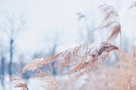 同济校花置身麦田神情陶醉