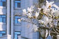 同济校花置身麦田神情陶醉