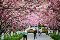 同济校花置身麦田神情陶醉
