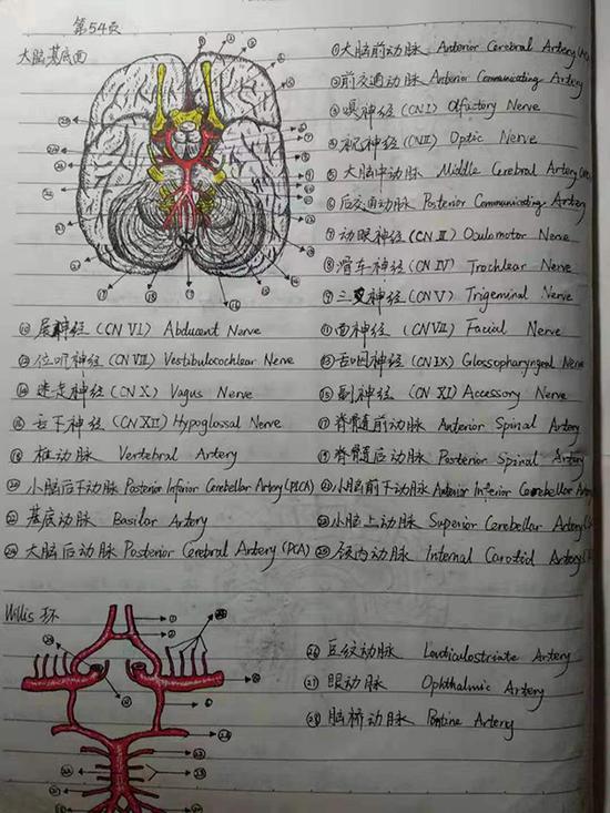 医学生教科书级笔记走红被誉称"医学界灵魂画手"