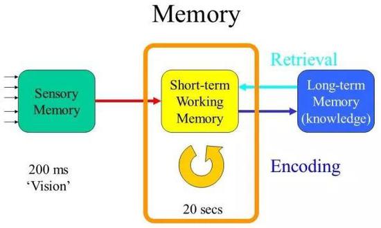 工作記憶差 - 大腦記憶