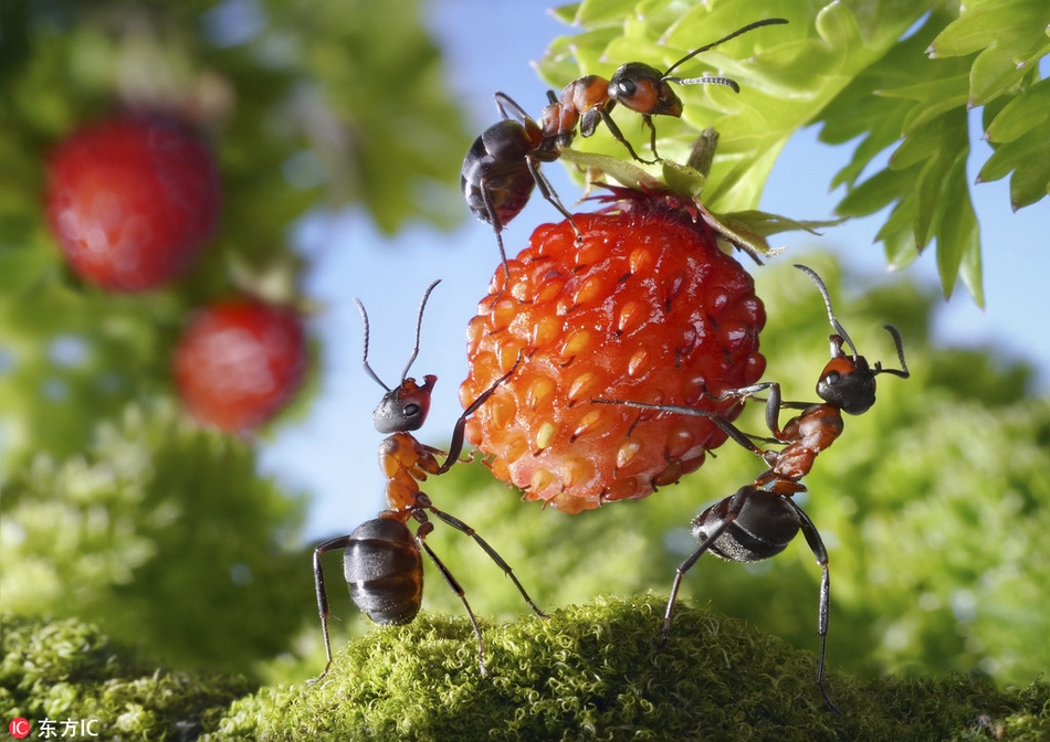 昆虫作为地球上数量最多的动物群体,踪迹几乎遍布世界的每一个角落