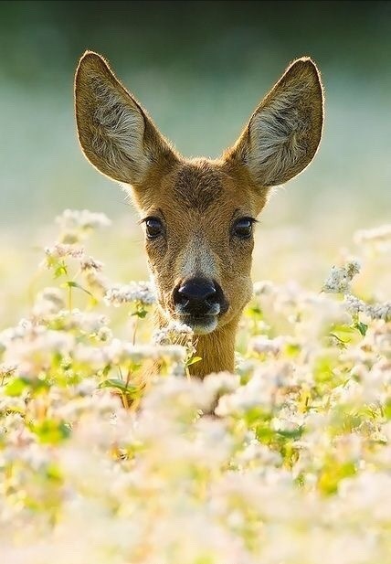 森林中灵动可爱的"鹿精灵"