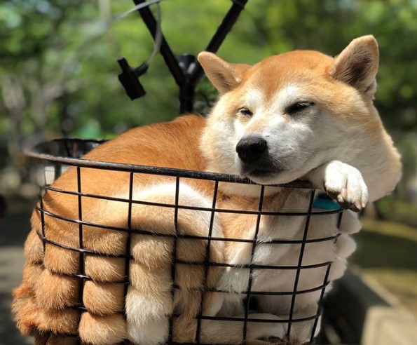 可爱柴犬的蠢萌时刻