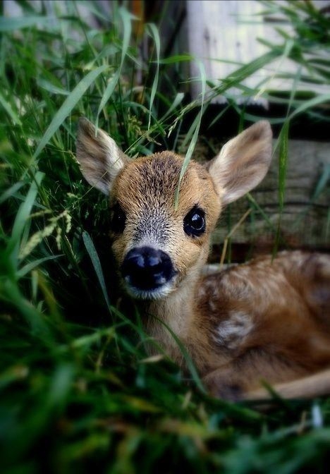 森林中灵动可爱的"鹿精灵"
