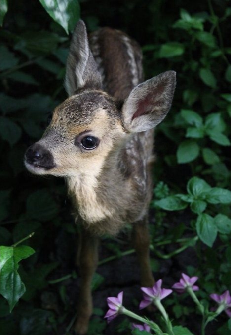 森林中灵动可爱的"鹿精灵"