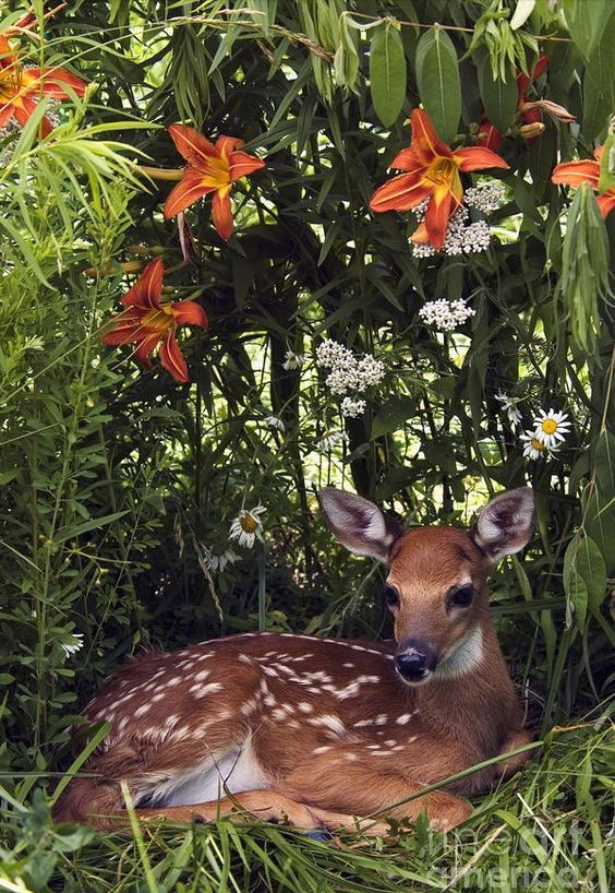 森林中灵动可爱的"鹿精灵"