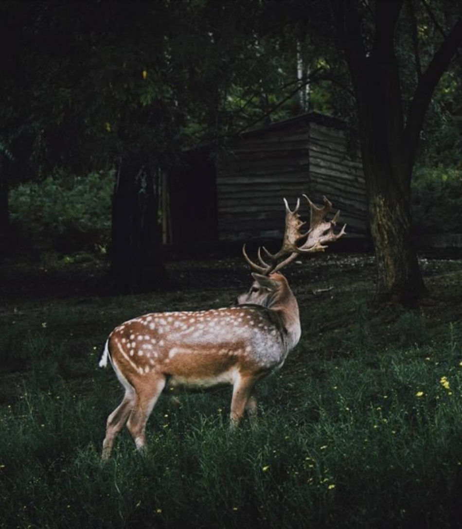 森林中灵动可爱的"鹿精灵"