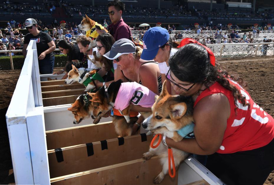 美国柯基犬冠军赛开幕