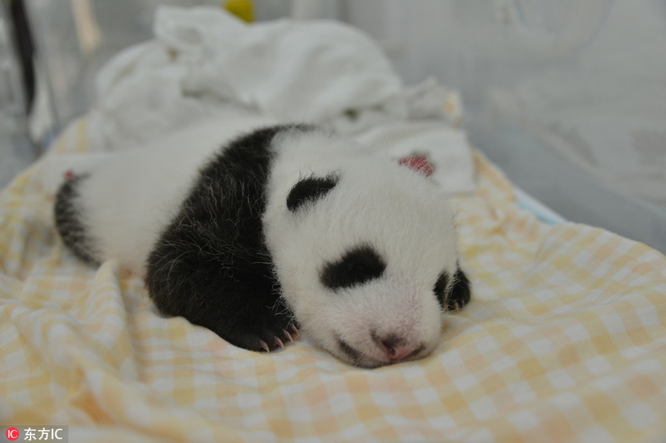 一只刚出生不久的大熊猫宝宝,工作人员细心照顾,软萌可爱得如同一只