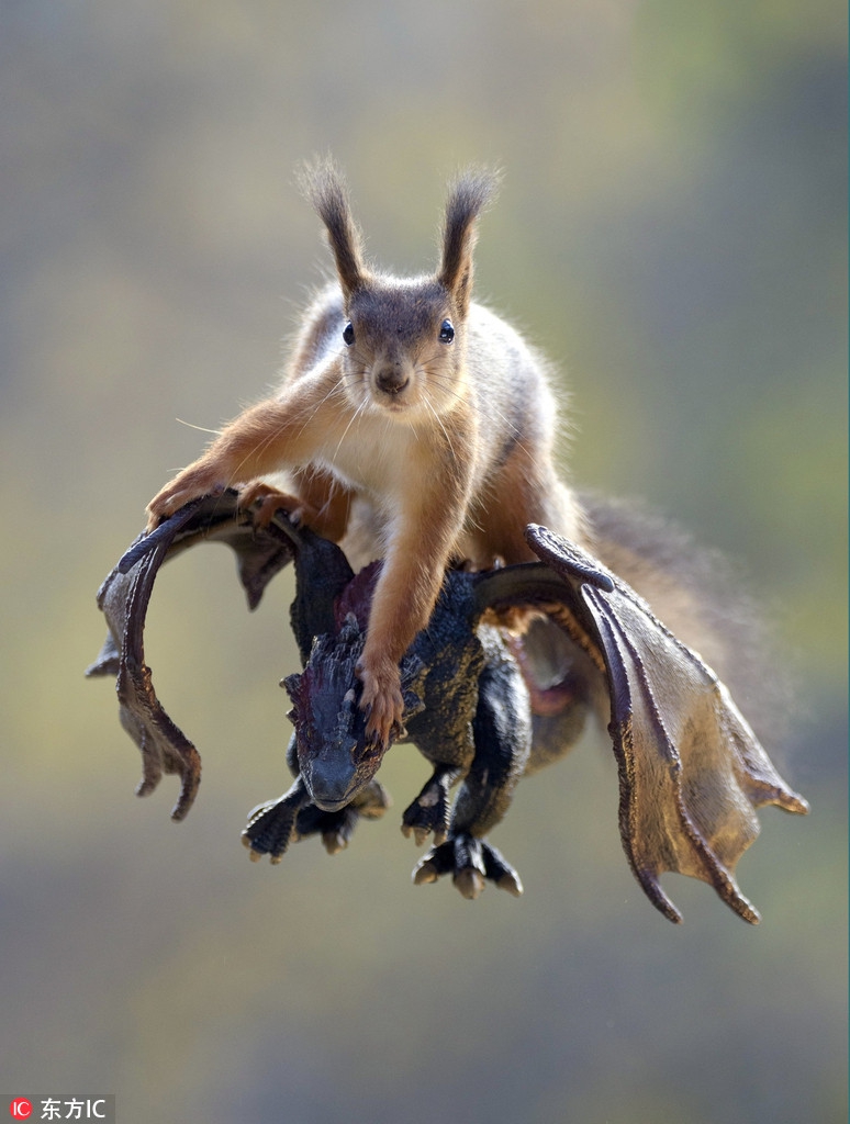 可爱小松鼠喜迎中国年