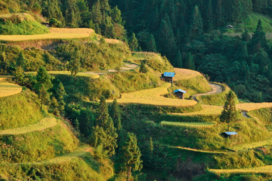 麻鸟村的先民在深山里开垦的稻田
