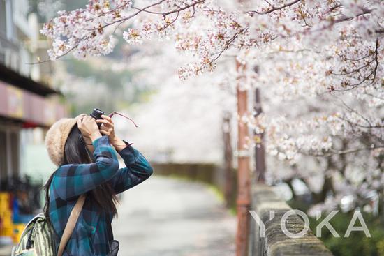 日本赏樱 图片来自海洛