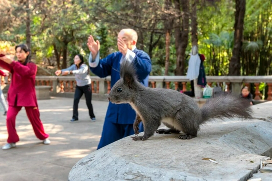 ▲图为云南大学里晨练的老人