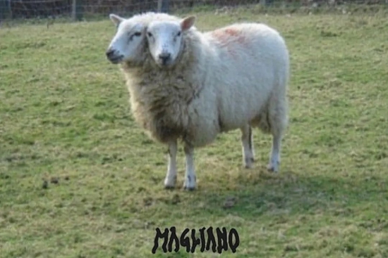 社交媒体怪诞图像 / Via Magliano