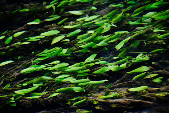 河中的水草清晰可见@晨星