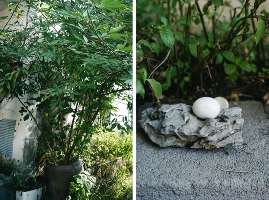 ▲无端了长出一棵桃树，可能是鸟衔来的种子（左）掉下来的鸟蛋，也许还能破壳（右）
