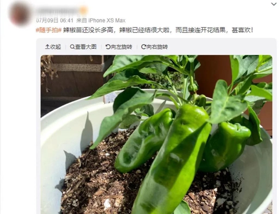 辣椒苗开花结果