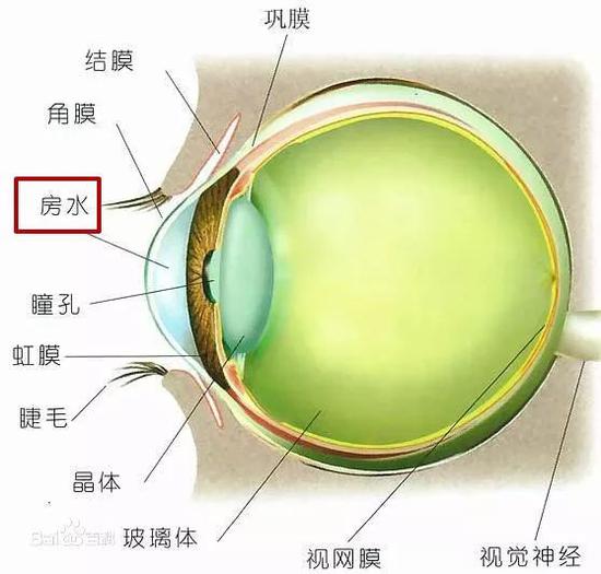 另外还有一个"房水"需要大家了解下,它是充满在角膜和虹膜之间的无色