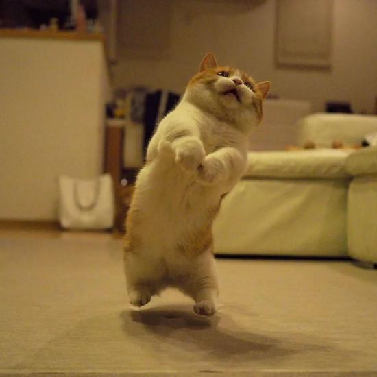 日本短腿猫咪兄妹靠打排球爆红网络