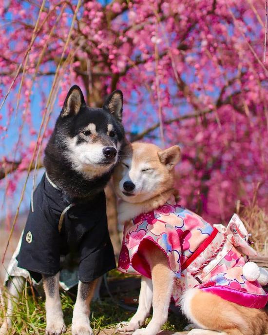 日本柴犬兄妹的花海照火爆网络美翻网友