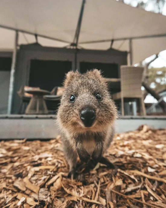 @Rottnest Island Authority