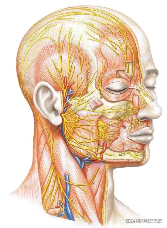 ▼面部的韧带结构提升紧肤的效果很好,而且当场就见效